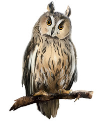 Long-eared owl sitting on a branch