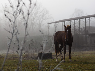 Brown horse in the fog. The horse walks in the early cold morning