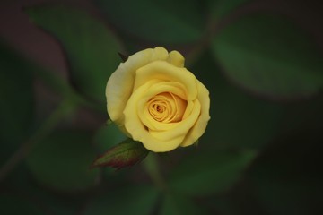 yellow rose on black background
