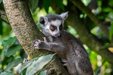 Ring-tailed lemur (Lemur catta) climbing in tree in forest, primate native to Madagascar, Africa
