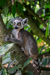 Ring-tailed lemur (Lemur catta) climbing in tree in forest, primate native to Madagascar, Africa