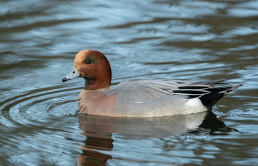 Wigeon Male Swimming