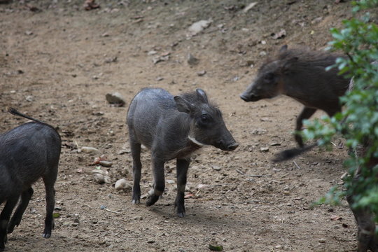 warthog at the zoo