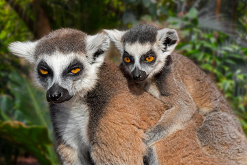Ring-tailed lemur (Lemur catta) female with young on her back in forest, primate native to Madagascar, Africa