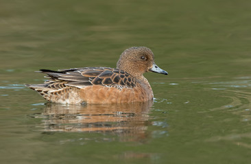 Wigeon Female Swimming