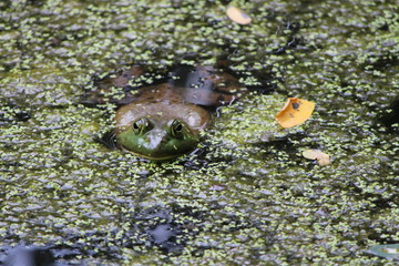 Frog in a pond