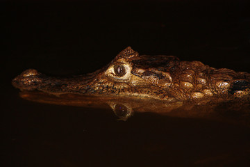 Head of a caiman in Costa Rica at night in the water