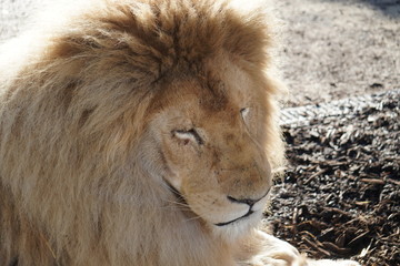 Fototapeta na wymiar White lion