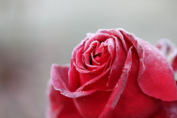 Close-up of a Beautiful Frozen Rose