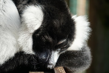 black and white ruffed lemur