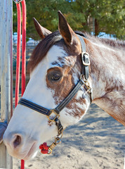 Close-up of horse looking at camera