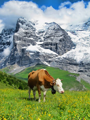 Fototapeta na wymiar Cow Grazing at Lauberhorn, Switzerland