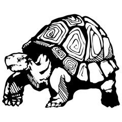 A large turtle that has survived more than a century