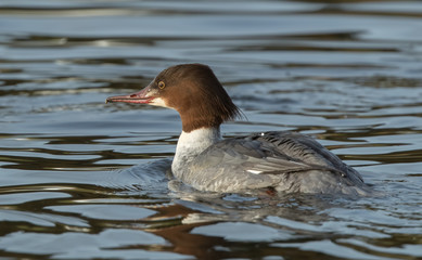 Goosander Female Swimming
