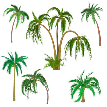 Tropical palm trees isolated. Vector palm trees on a white background
