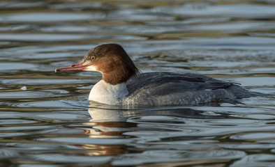 Goosander Female Swimming