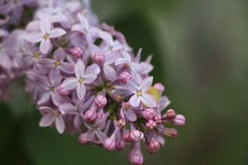 Purple Lilacs