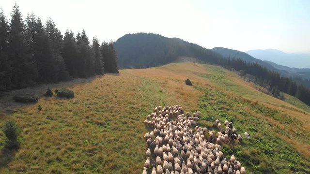 Mountain landscape with meadow and sheep. Flock of sheep moving on mountains slope near forest. Ecological farming concept.