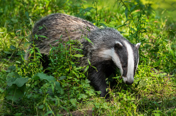 European badger (Meles meles) foraging in the undergrowth and looking for insects, grubs and earthworms in forest / woodland