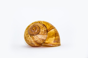 Empty shell of a snail against white background. Snail shell isolated on white