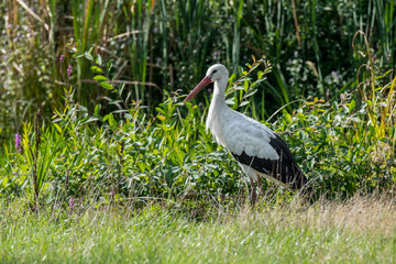 White stork (Ciconia ciconia) foraging in wetland / swamp / marshland in summer
