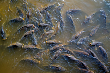 Shoal of common carp / European carps (Cyprinus carpio) coming to surface to breathe air in park pond