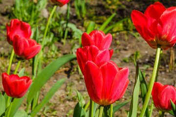 Spring flowers - red tulips. Nice variety. Side view.