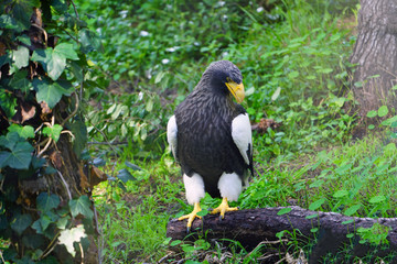 View of a Steller’s Sea-Eagle bird (Haliaeetus pelagicus)