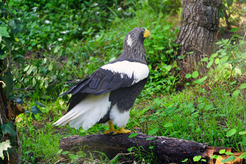 View of a Steller’s Sea-Eagle bird (Haliaeetus pelagicus)
