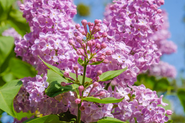 Obraz premium A lot of lilac flowers close-up on a background of blue sky.