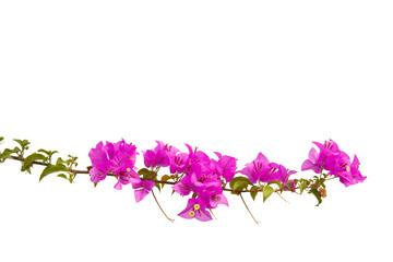 Bougainvilleas branch isolated on white background. Clipping path. Paper flower .