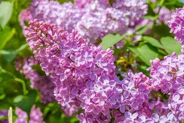 Beautiful lilac flowers and greenery close-up.