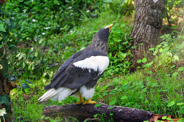 View of a Steller’s Sea-Eagle bird (Haliaeetus pelagicus)