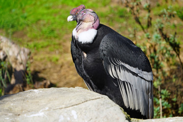 View of an Andean condor (vultur gryphus)