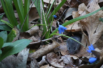 Peeking Mouse