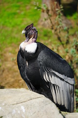 View of an Andean condor (vultur gryphus)