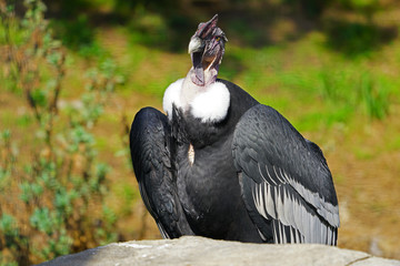 View of an Andean condor (vultur gryphus)