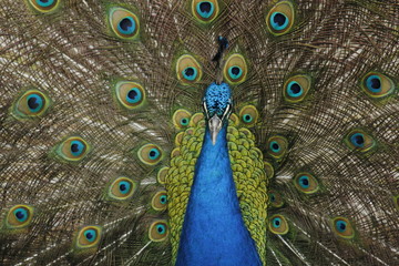 Obraz premium Colorful peacock, with open wings in manizales Colombia