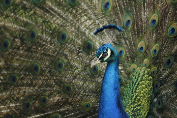 Fototapeta na wymiar Colorful peacock, with open wings in manizales Colombia