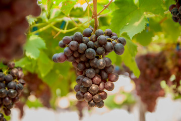 Black grapes, Black grapes farm, Black grapes from Thailand country