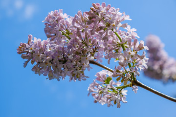 Lilac flowers, blue sky, spring greens, clouds. Close-up.