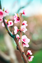 Pink flowers blooming peach tree at spring. Spring blooming, Abstract background. Banner. Selective...