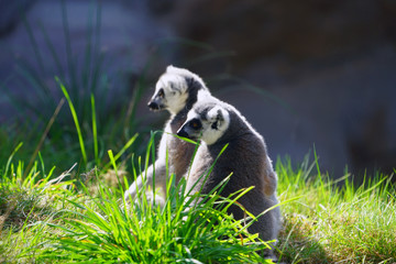 A black and white ring-tailed lemur (lemur catta) from Madagascar