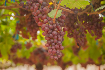 Black grapes, Black grapes farm, Black grapes from Thailand country