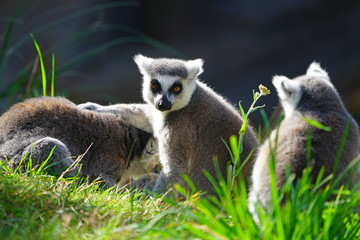 A black and white ring-tailed lemur (lemur catta) from Madagascar