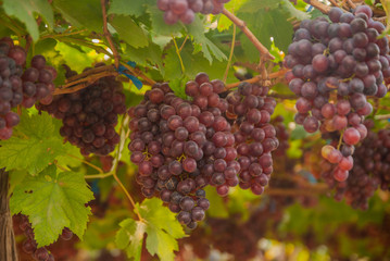 Black grapes, Black grapes farm, Black grapes from Thailand country