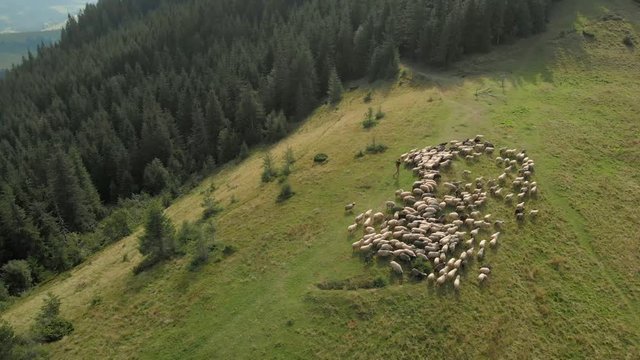 Sheep on a beautiful mountain meadow. Sheep flock on mountain slope near forest. View from drone. Agriculture and husbandry concept.