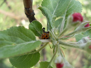 VLUU L210  / Samsung L210