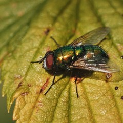 Insect close up