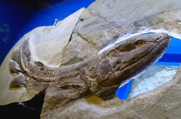North America, Canada, Province of Quebec, Miguasha National Park, Eusthenopteron Foordi Fossil...